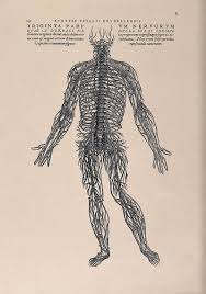 A historic schema of the human nervous system